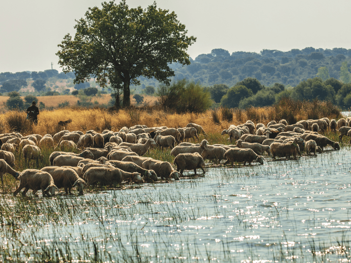 Grande Rota da Transumância