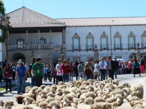 ovelhas numa rua de castelo branco rodeadas por pessoas