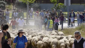 rebanho de ovelhas nas ruas de castelo branco