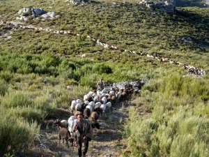 pastor a liderar um rebanho de ovelhas por um caminho serrano