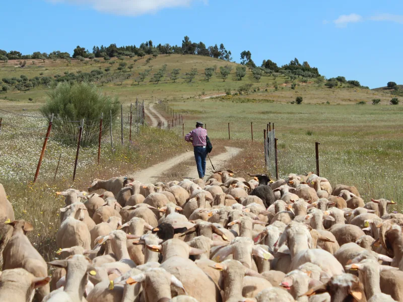 O que é a Transumância?