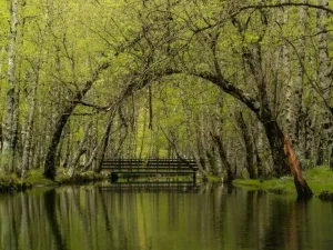 rio rodeado por um bosque verdejante