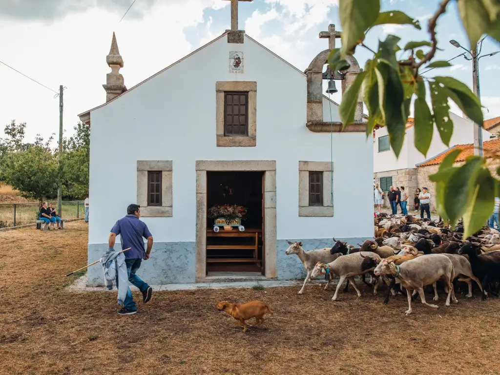 Bênção dos Rebanhos, Vila Franca da Serra