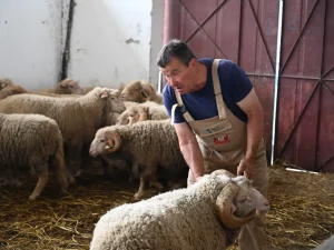 pastor a manusear um bode da raça merino