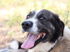 cão rafeiro alentejano