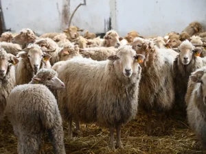 ovelha churra do campo a posar para a fotografia