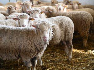 rebanho de ovelhas merino