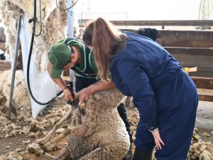 Ovelha da raça merino a serem tosquiadas por um técnico da Ovibeira