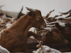 cabrito a saltar no meio de uma rebanho