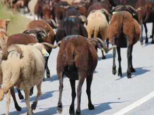ovelhas pretas com cornos a caminhar em rebanho numa estrada