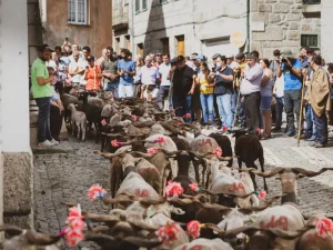rebanho de cabras a caminho da igreja de arcozelo da serra