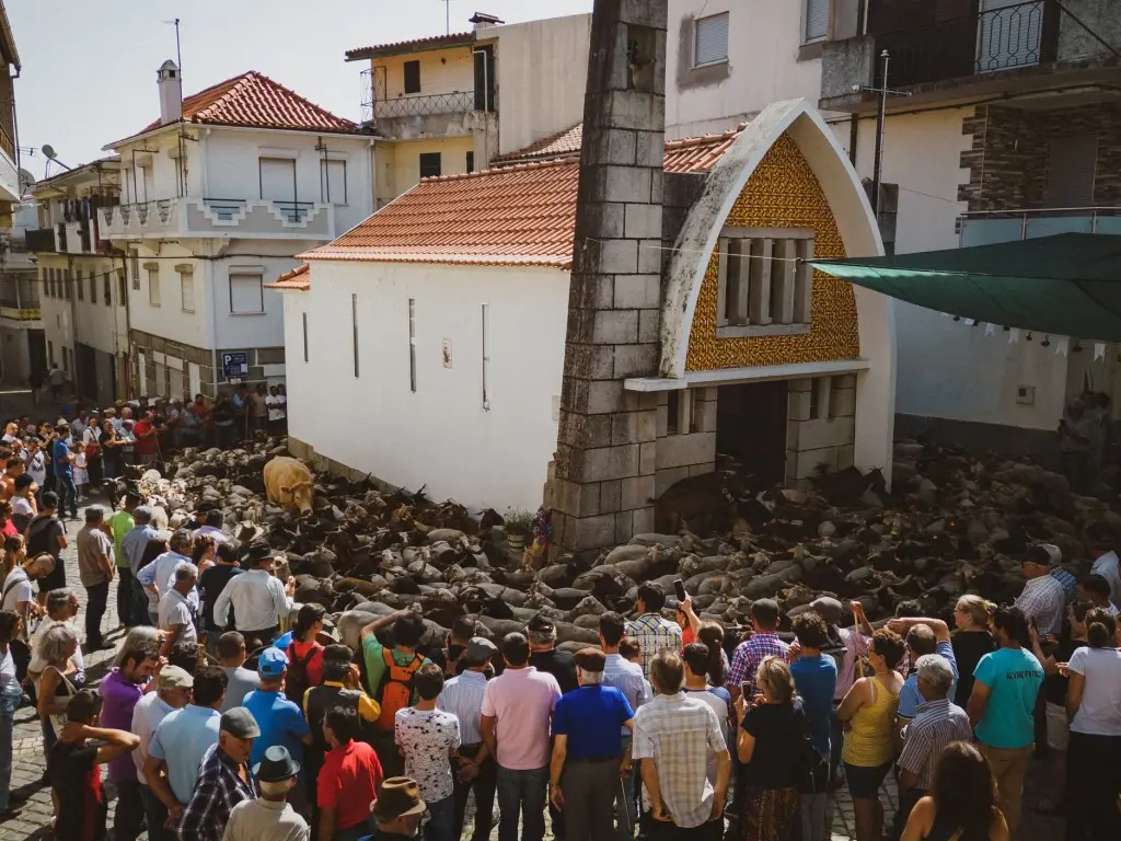 Romaria das ovelhas – Arcozelo da Serra, Gouveia: A tradição viva da pastorícia serrana