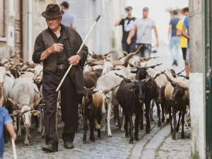 pastor e rebanho a caminho da capela de Santo António, em Arcozelo da Serra