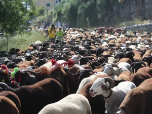 Subida dos rebanhos à serra, transumância em Seia
